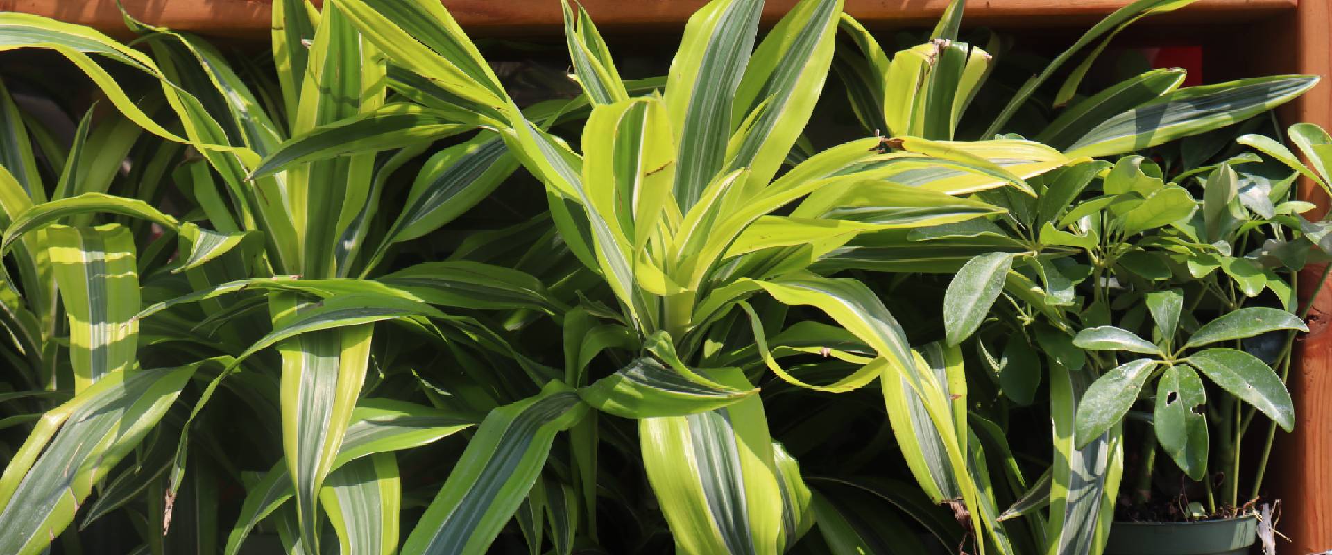 Dracaena poisonous sale to dogs